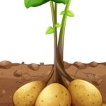 The Perfect Potato Partners: Unlocking Companion Planting Secrets