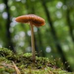 Fungi Fun: Unleashing the Magic of Mushroom Growing