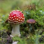 The Fungal Frontier: Unlocking the Secrets of Mushroom Cultivation