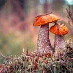 Unleashing the Fungi: A Beginner’s Guide to Growing Your Own Mushrooms