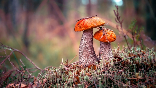 Unleashing the Fungi: A Beginner’s Guide to Growing Your Own Mushrooms