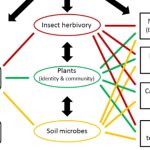 Dancing with Diversity: Exploring the Marvels of Ecology and Biodiversity