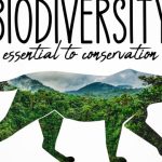 Harmony in Diversity: Exploring the Interconnected World of Ecology and Biodiversity