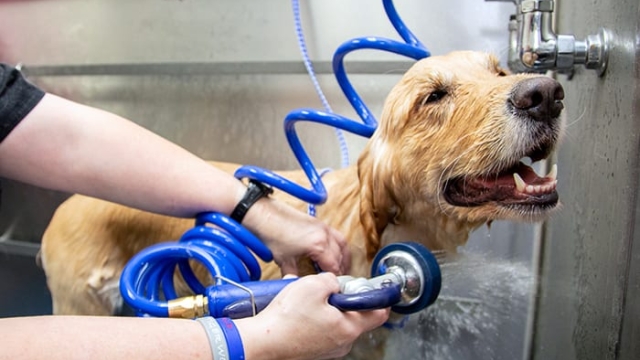 Pampered Paws: The Ultimate Guide to Pet Saloon Bliss